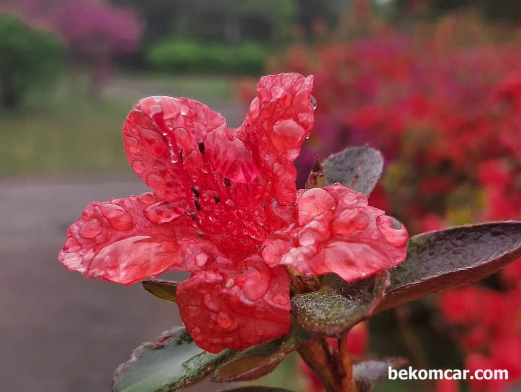 2023년 일산의 봄, 꽃 이 핀다|bekomcar.com