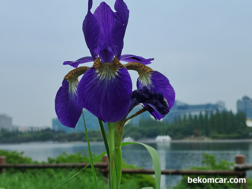 2023 어느 봄날의 일산호수공원 보라색 꽃|贝科姆汽车 (bekomcar)