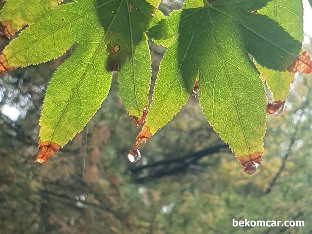 2026년 가을, 가을비 물방울 과 나뭇잎|bekomcar.com