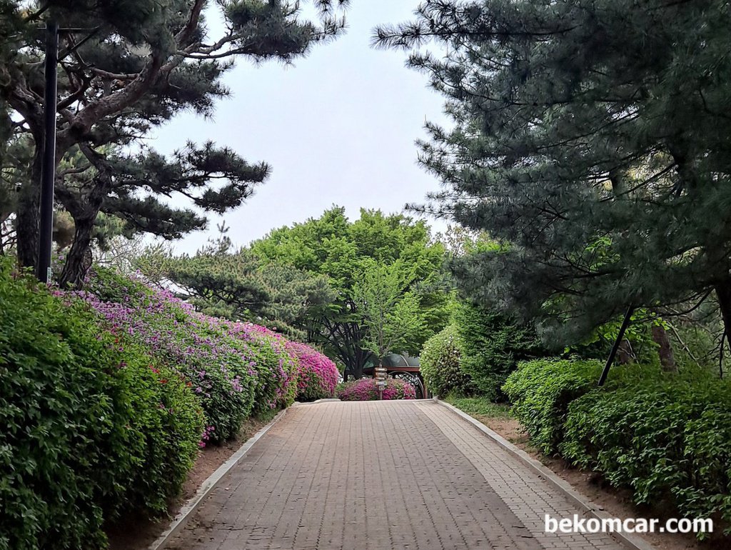 일산 정발산 꼭대기를 지나면서 새소리 그리고 꽃 들과대화|bekomcar.com