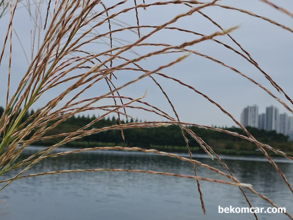 어느 가을 날 일산 호수공원 모습|بيكومكار  (bekomcar)