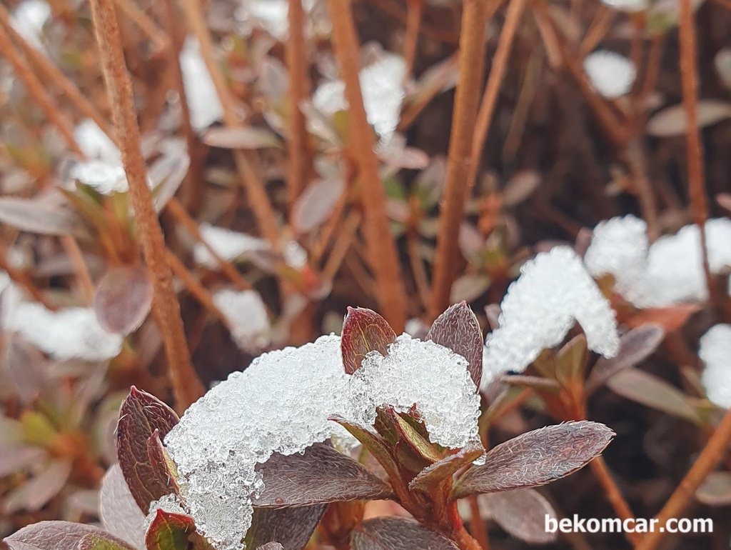 2026년 3월 6일 일산 정발산공원 모습|ベコムカー (bekomcar)