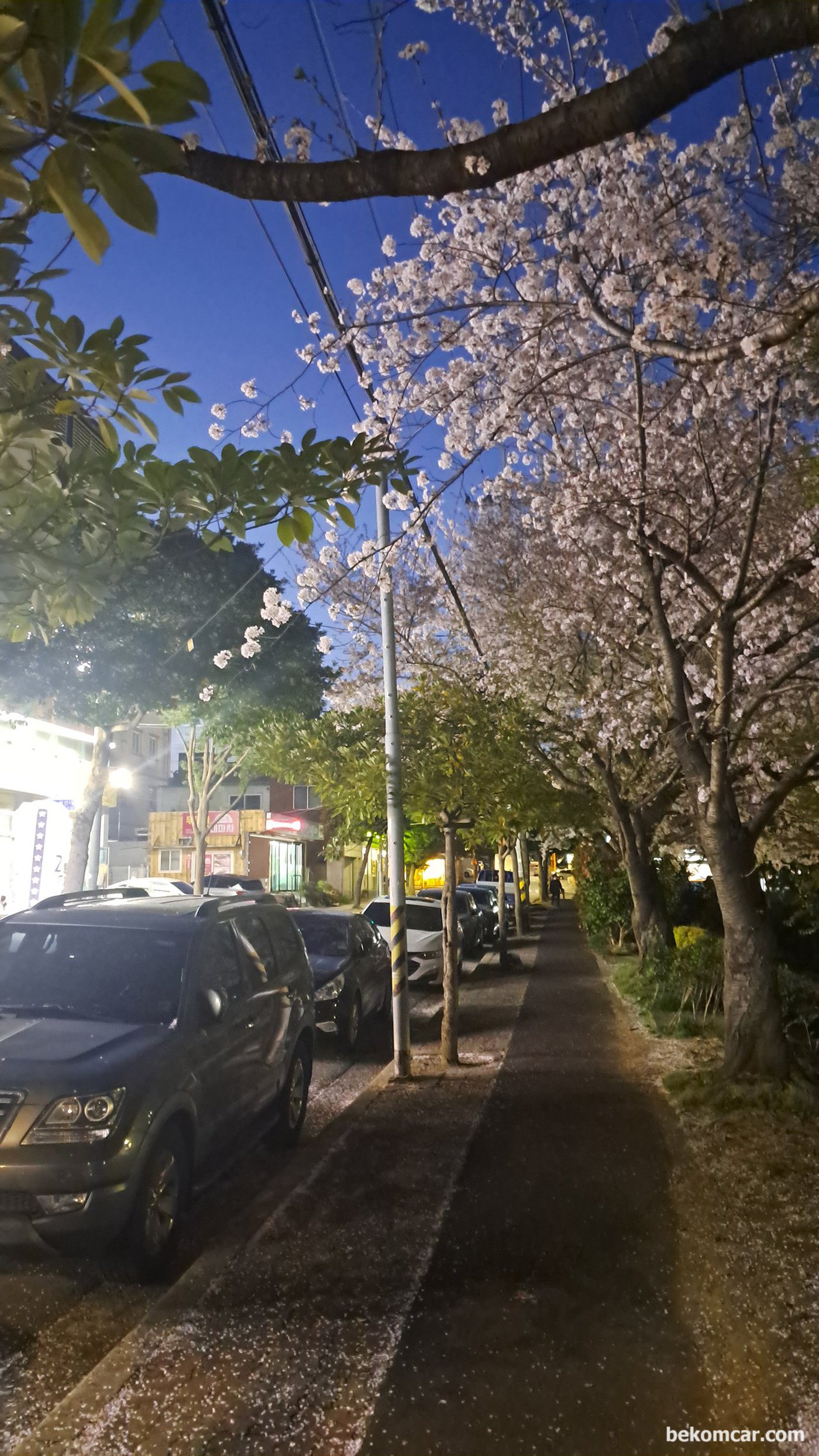 여수 호수공원 야경이다. 벗 꽃이 피고 지고 있다.|ベコムカー (bekomcar)