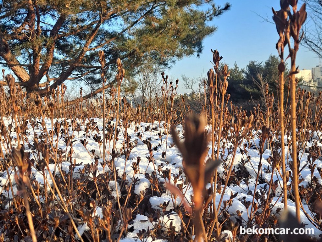목화 꽃 과 눈 꽃 이 비슷해보인다|베콤카 차량정밀진단