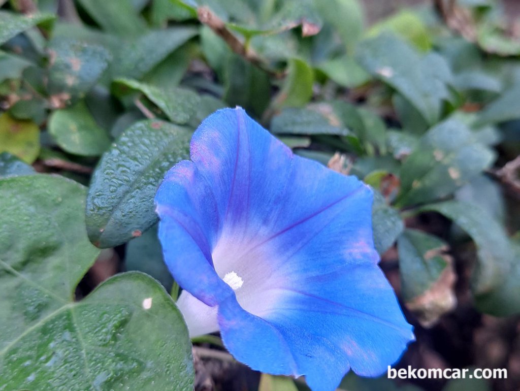 일산 정발산과 시내의 꽃|베콤카 차량정밀진단