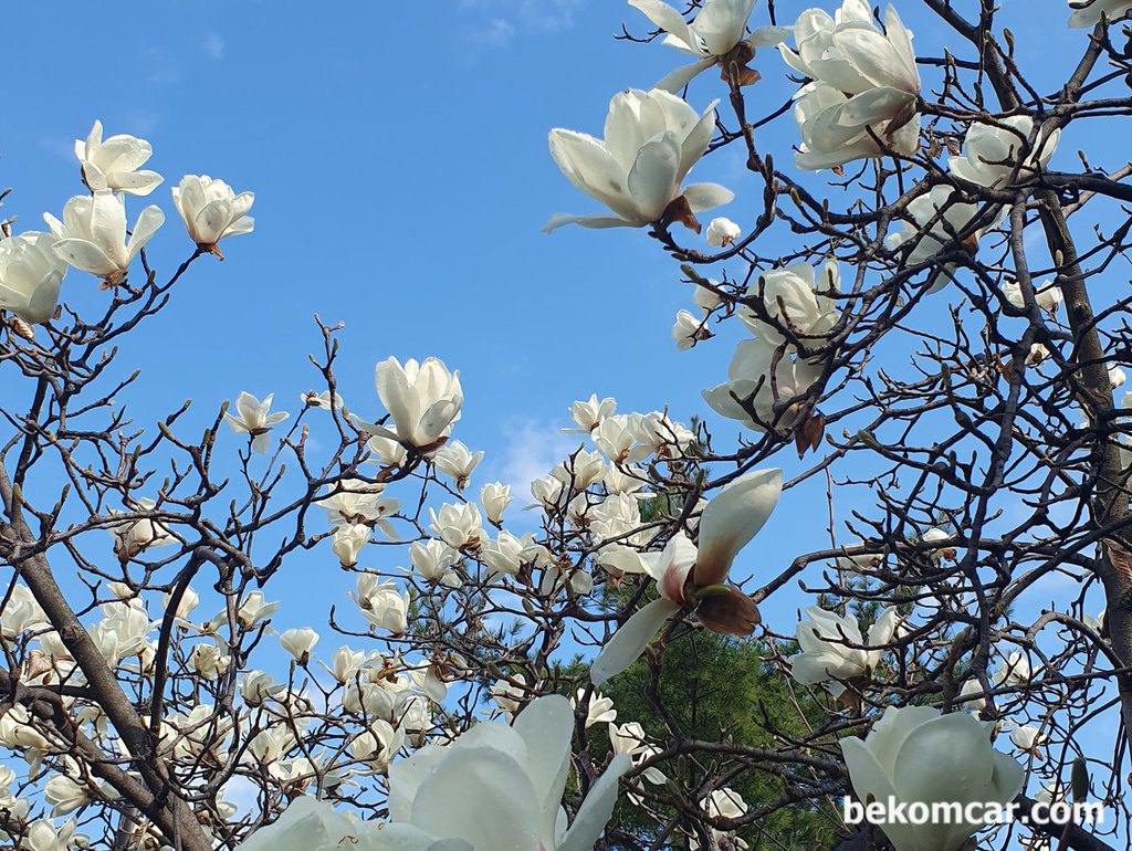 일산의 봄, 2026년도 찾아왔다|贝科姆汽车 (bekomcar)