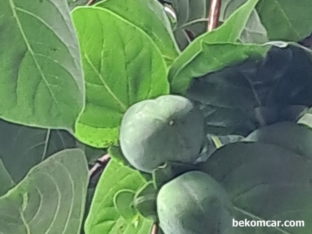 오늘의 일상, 감 밤 조깅 과 베콤카 업그레이드|ベコムカー (bekomcar)