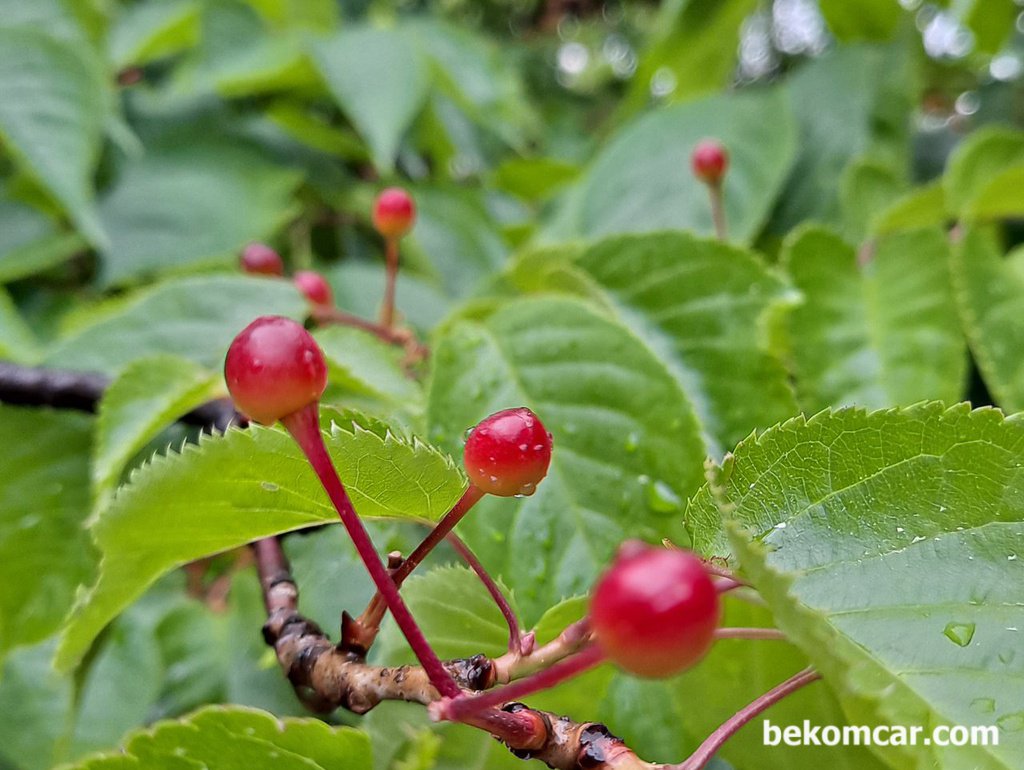 꽃이 피고 꽃이 지고 열매가 열린다. 정말 신기하다|bekomcar.com