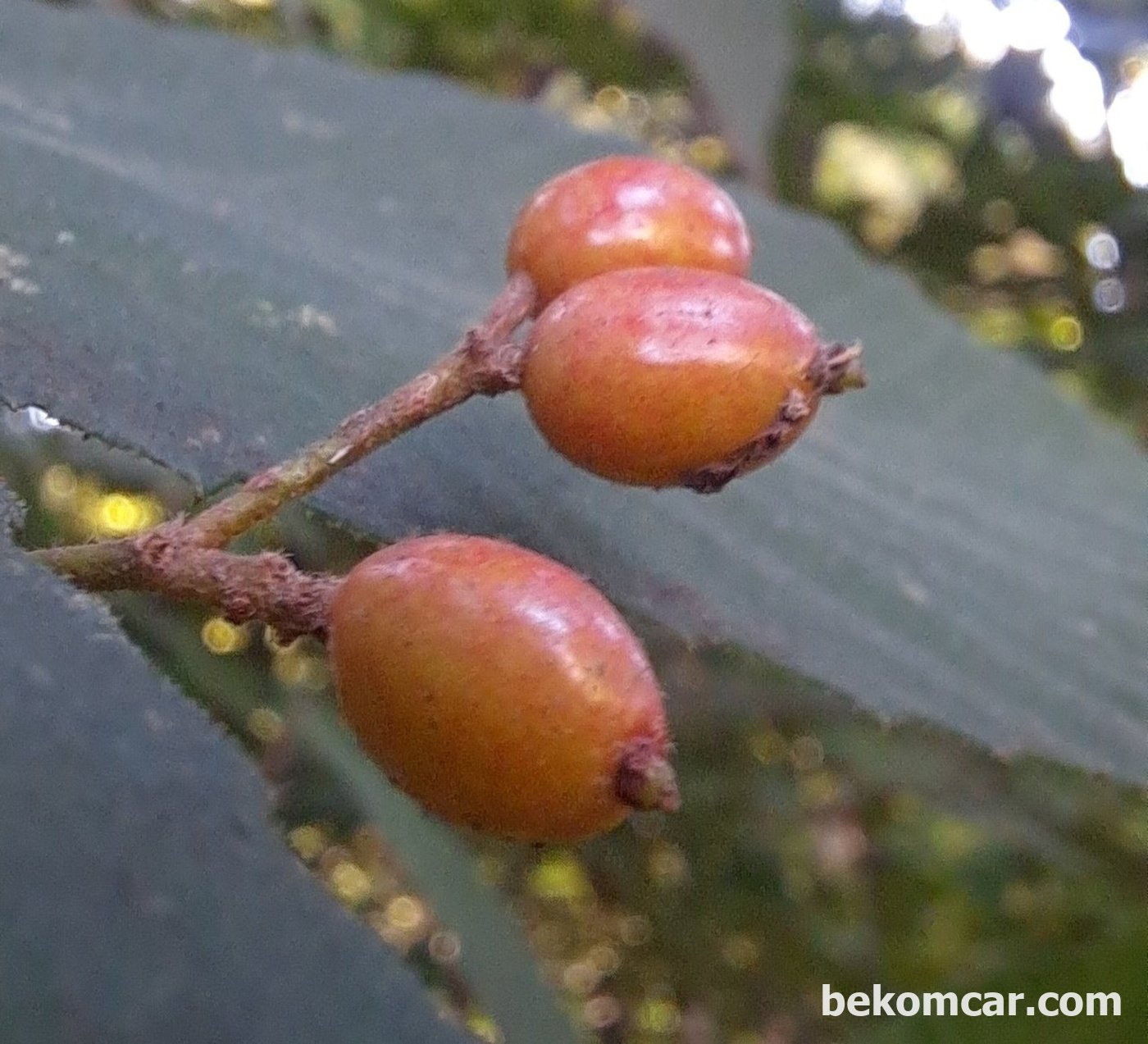 이건 잘 익은 혹 익어가는 이름모를 열매이다.|bekomcar.com