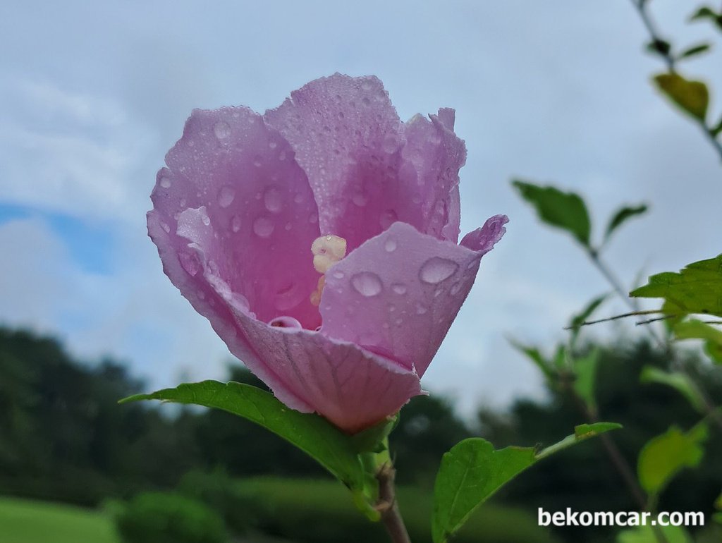 일산 정발산의 무궁화 꽃, 항상 제자리에 있다|بيكومكار  (bekomcar)