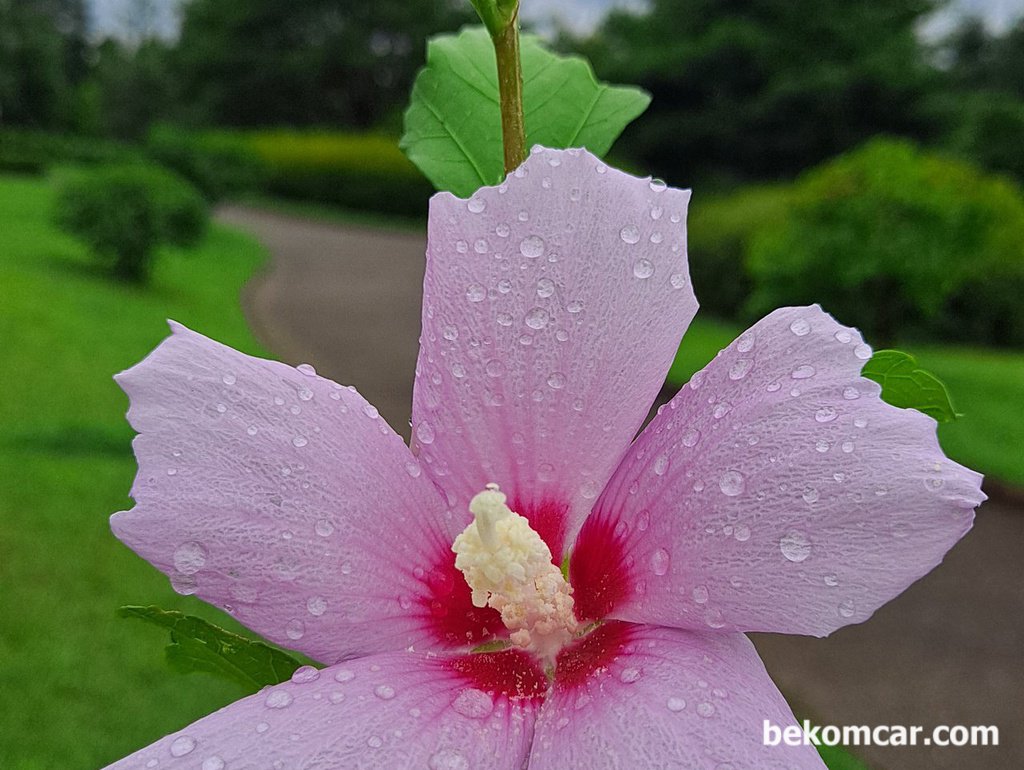 여름장마 천둥과 비바람후 아침 무궁화 꽃|بيكومكار (bekomcar)