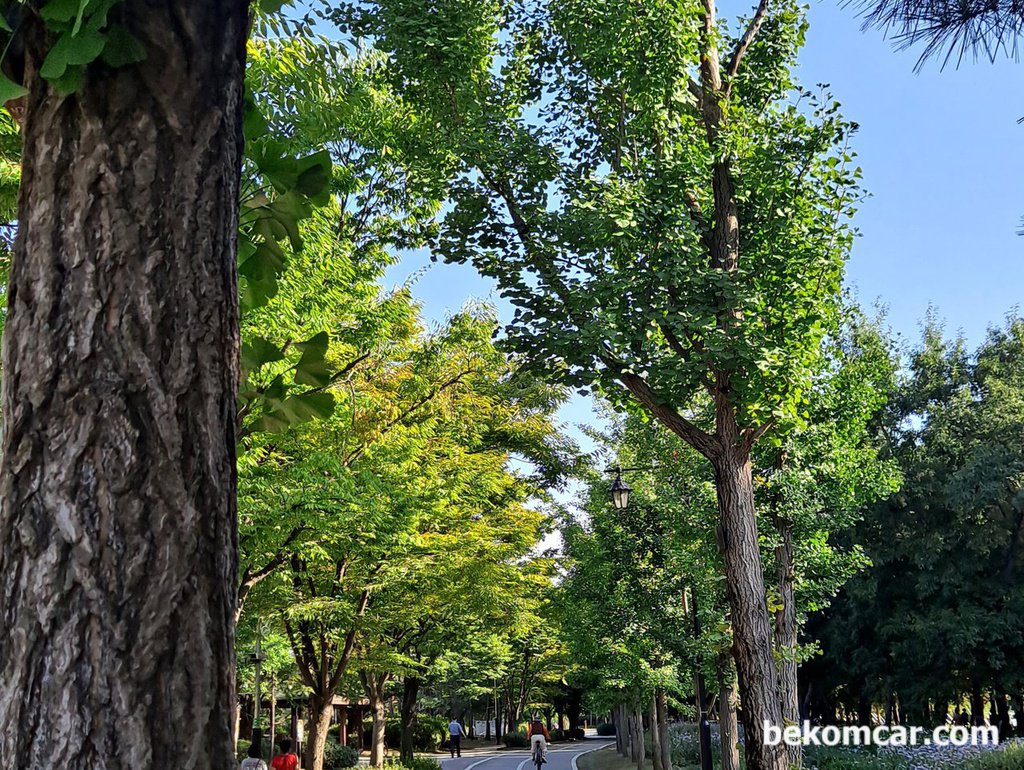 고양 일산호수 공원 조깅, 공기가 가을을 알려준다|베콤카 (bekomcar.com)