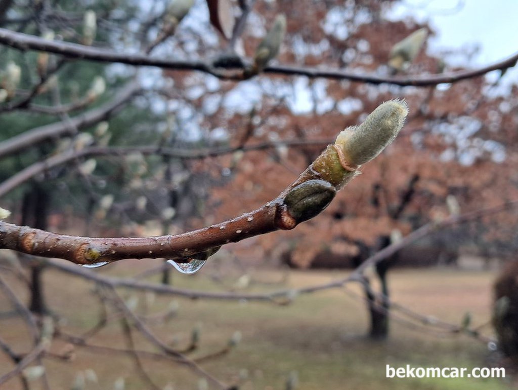 2024년 봄 을 기다리면서, 일산 정발산의 꽃 몽우리|베콤카 (bekomcar.com)