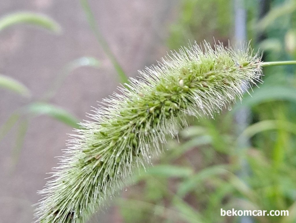 개구리 사냥이 기억난다. 지금은 미안하다|بيكومكار (bekomcar)