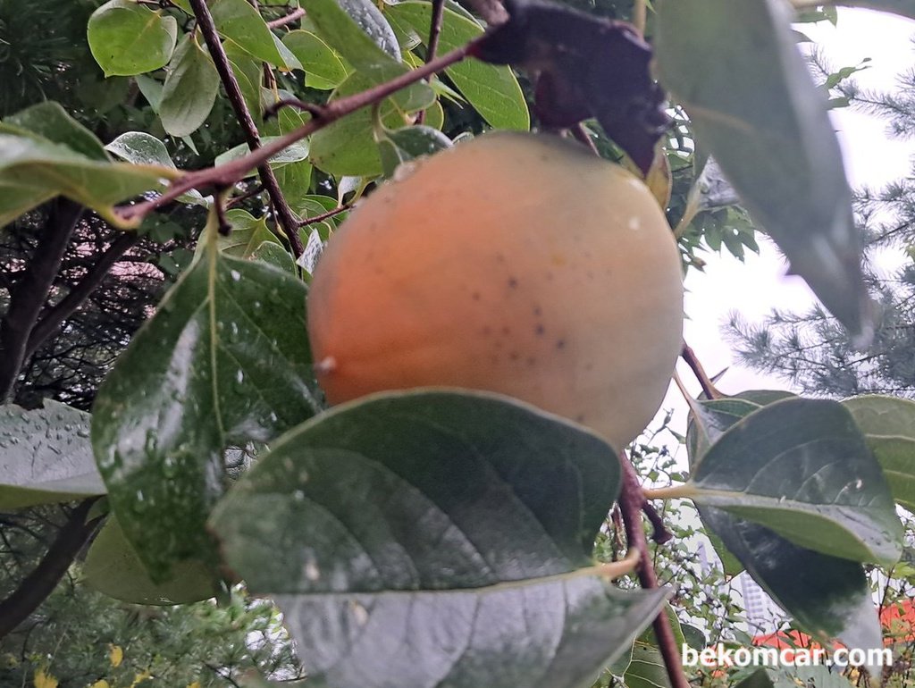 가을의 상징 감, 가을과 함께 익어간다|بيكومكار  (bekomcar)