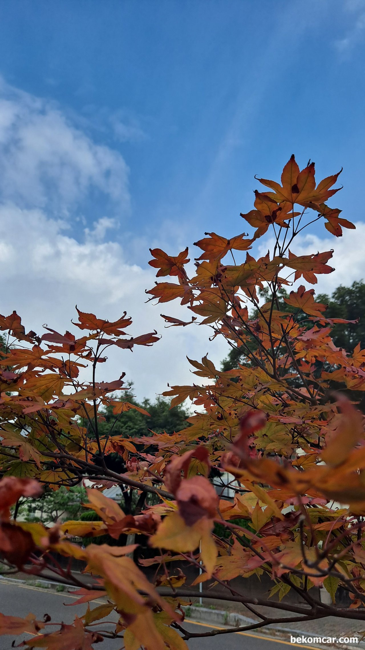 Colorful leaves in the middle of Korean Summer, None|bekomcar.com
