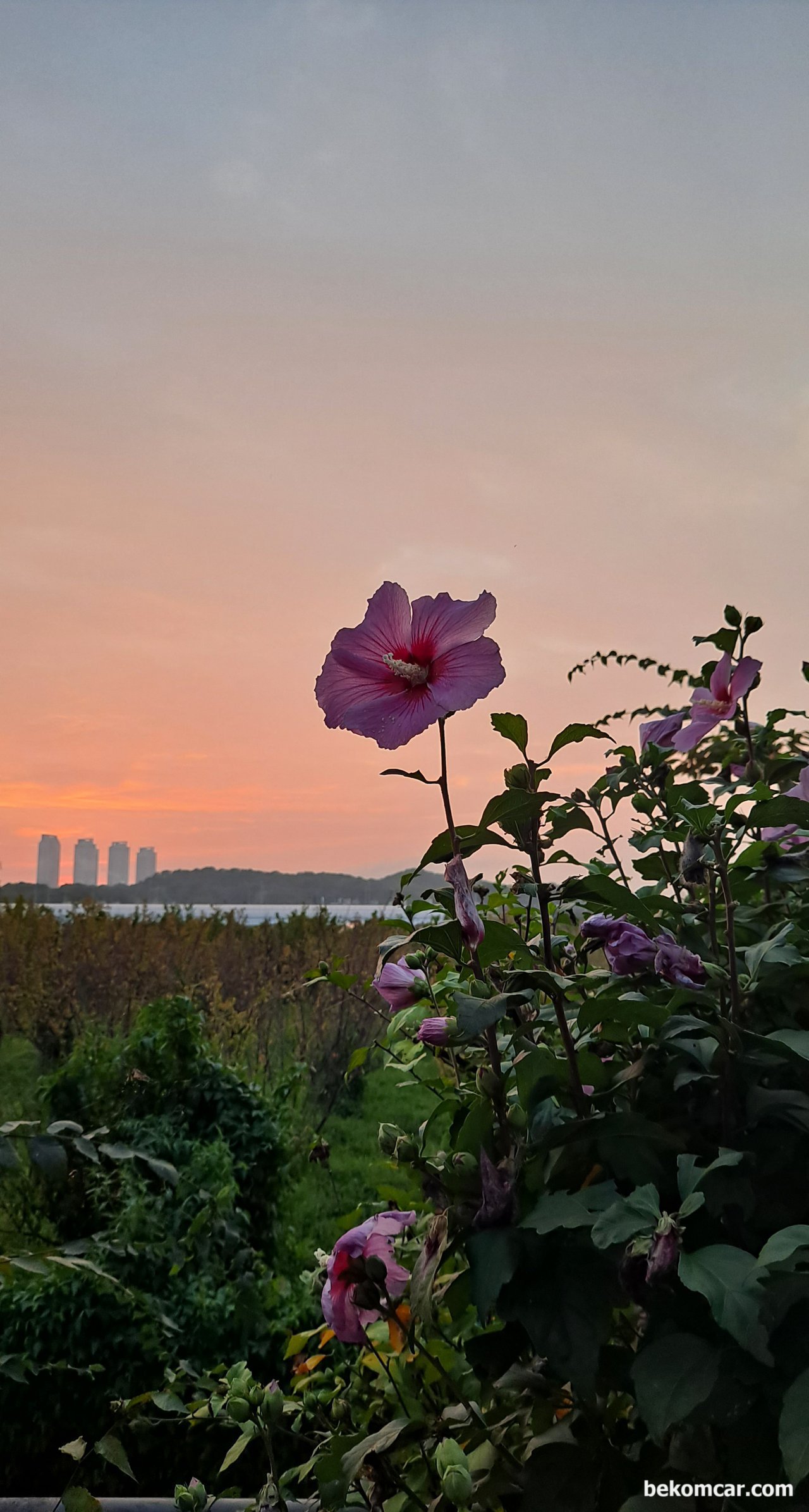 Ilsan Korea sunset and unknown flowers, None|bekomcar.com