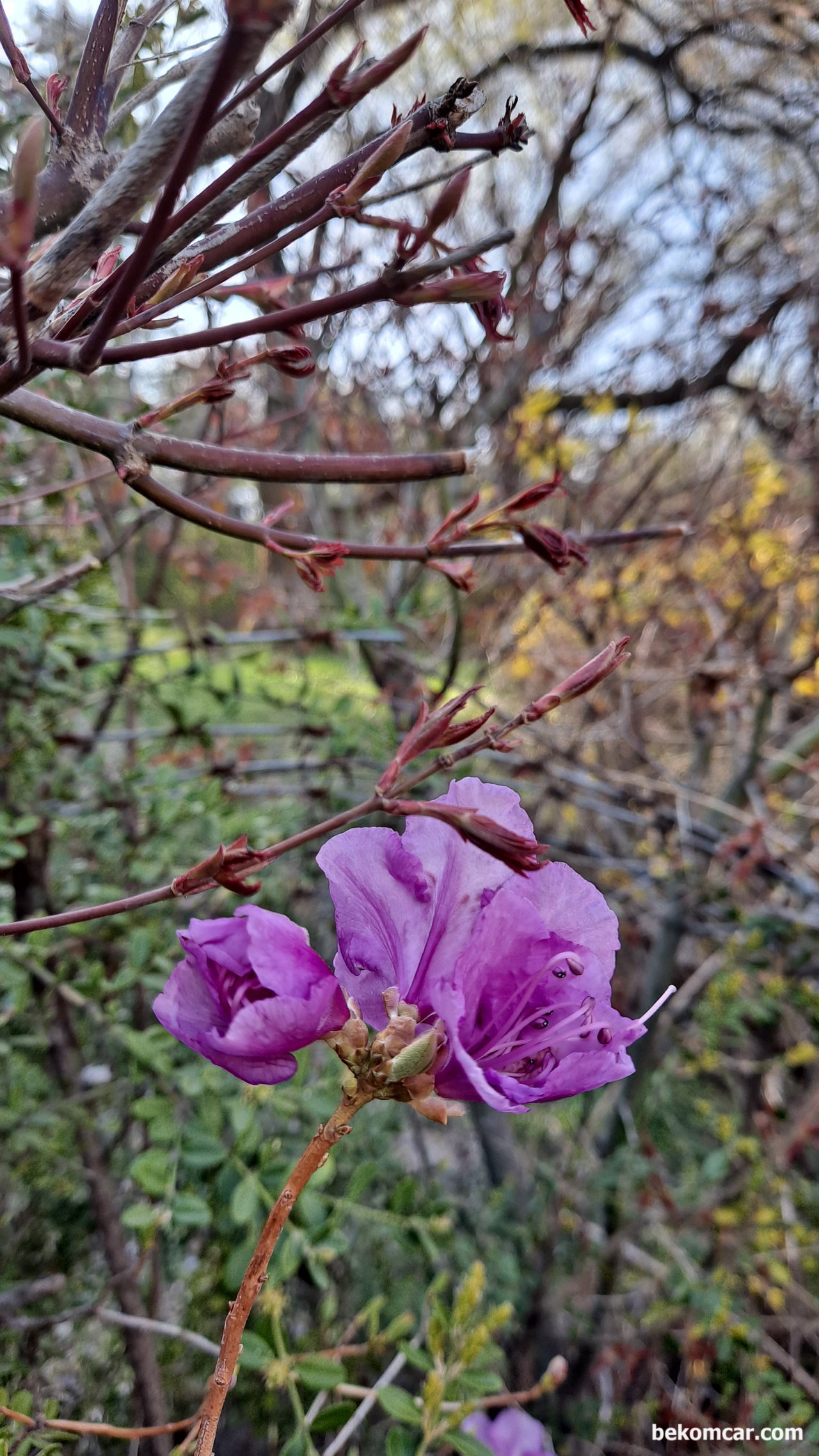 일산 정발산의 봄 꽃 몽우리, 일산 정발산의 봄 꽃 ㅡ 이름은 아는데 해갈린다.|贝科姆汽车 (bekomcar)