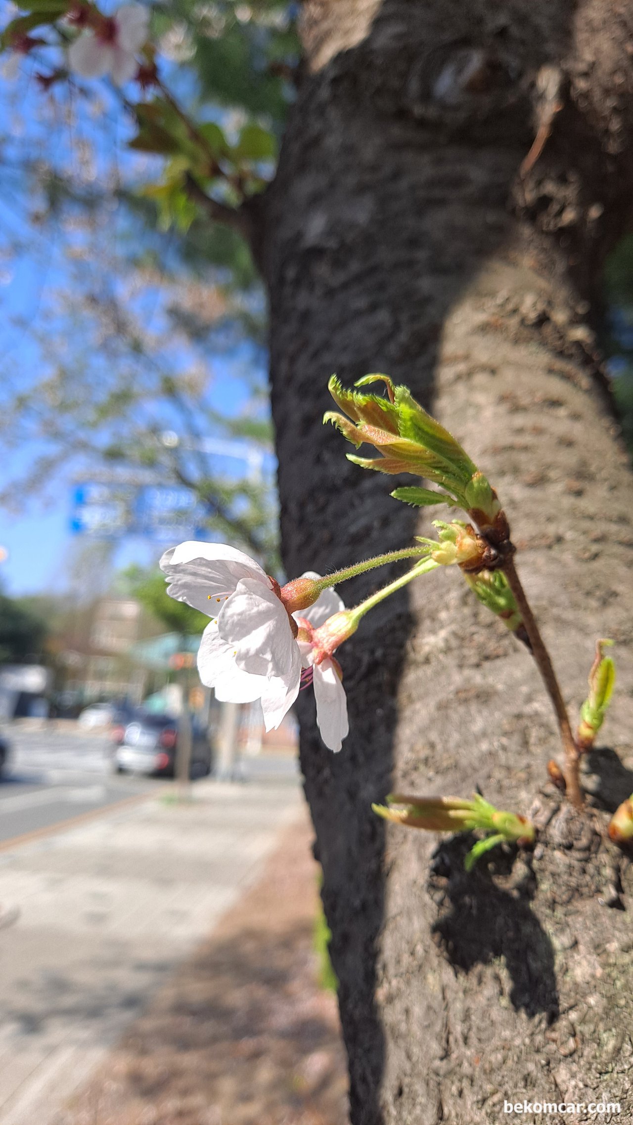 일산의 봄 꽃, 사계절 항상 좋은곳이 일산이다.일산의 봄 꽃 축제가 기대된다.|بيكومكار (bekomcar)