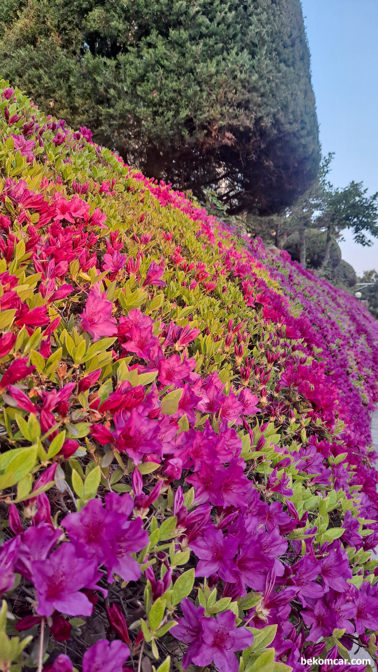 일산 한 동네의 봄 꽃이다, 봄 꽃이다. 화려한 꽃 이다. 동네 곳 곳 에 정겨운 봄 꽃이 반겨준다.|بيكومكار (bekomcar)