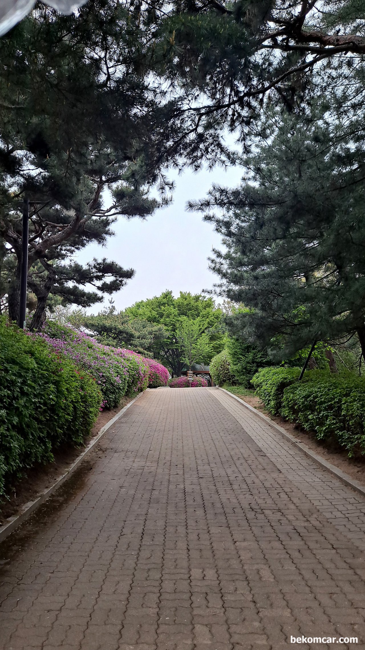 일산 정발산 꼭대기를 지나면서 새소리 그리고 꽃 들과대화, 2022년 일산의 봄, 꽃들이 축제분위기를 주고 있다. 그냥 바라만 봐도 좋은 꽃 들이다.|贝科姆汽车 (bekomcar)