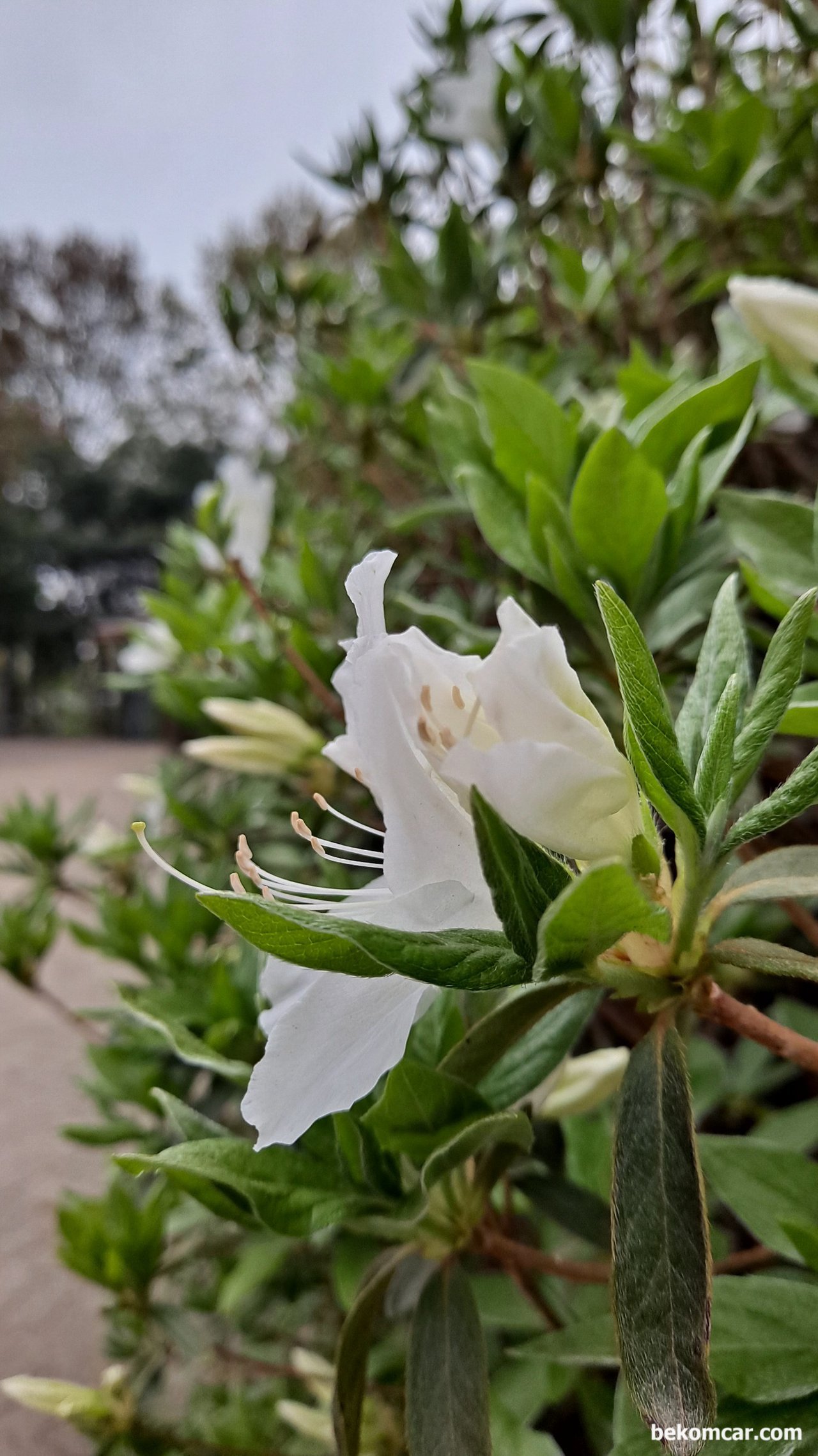 일산 정발산 꼭대기를 지나면서 새소리 그리고 꽃 들과대화, 일산 정발산의 분홍색 꽃, 퇴근하면서 하이|贝科姆汽车 (bekomcar)