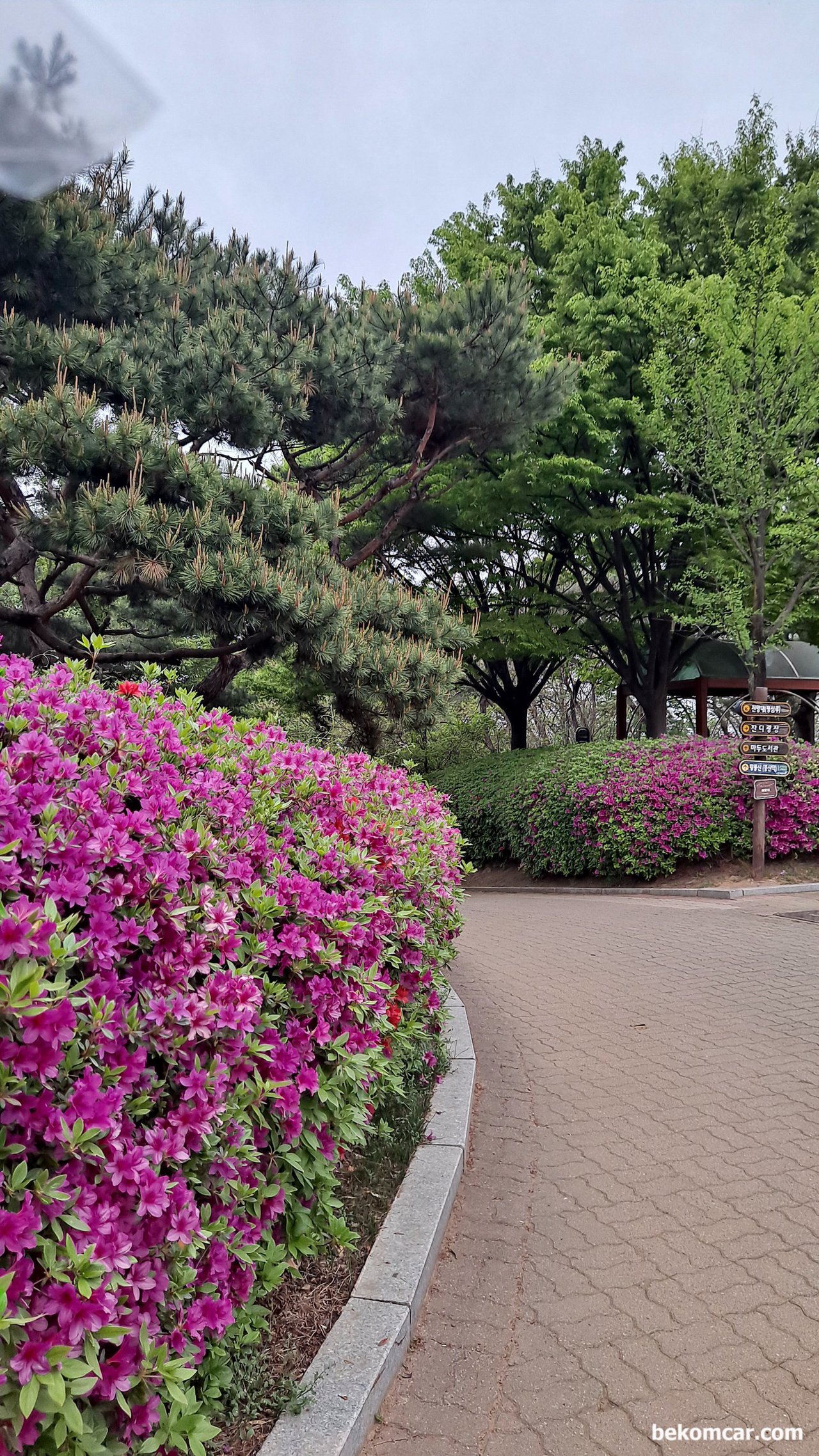 일산 정발산 꼭대기를 지나면서 새소리 그리고 꽃 들과대화, 퇴근길에 접하는 일산의 봄 꽃|贝科姆汽车 (bekomcar)