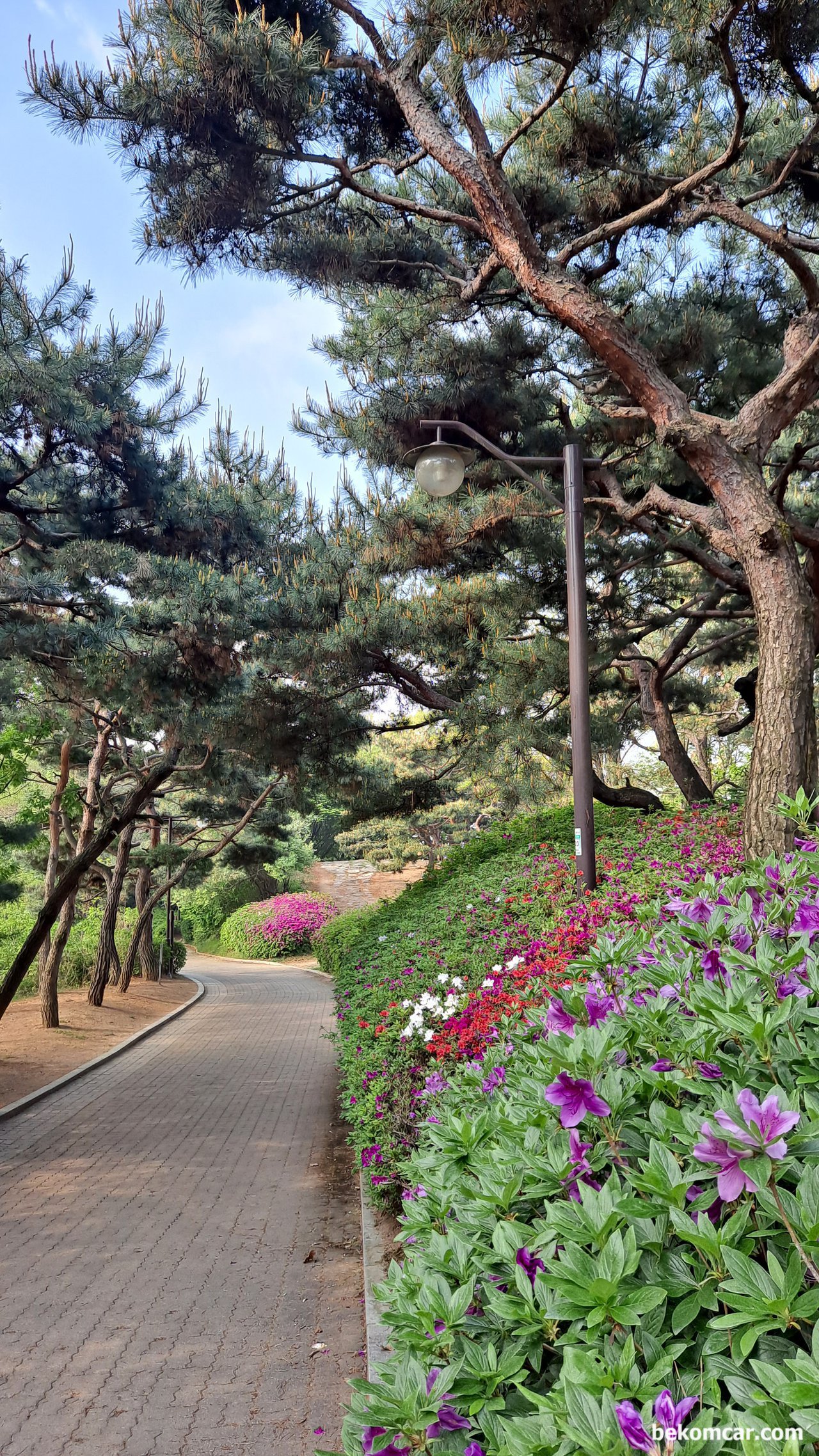 오늘 출근길, 정발산 꼭대기를 넘어서, 정발산의 꼭대기 를 넘어서 하산하는 길이다. 참 좋다. 새소리에 삼큼한 공기와 꽃 들. 이곳이 파라다이스 이다.|بيكومكار (bekomcar)