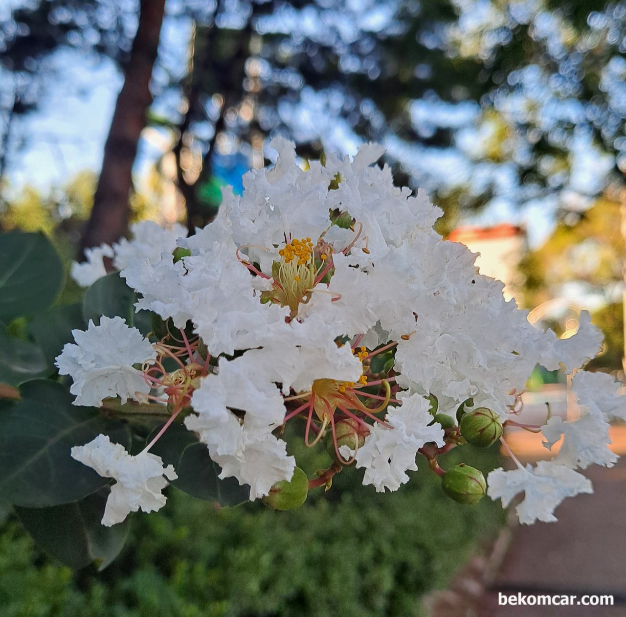 퇴근 길가의 흰배롱나무 꽃, 뭔가 와 닿는다, 일산의 여름날, 퇴근길 길가의 꽃 이 대견스럽고 뭔가 와 닿는다|ベコムカー (bekomcar)