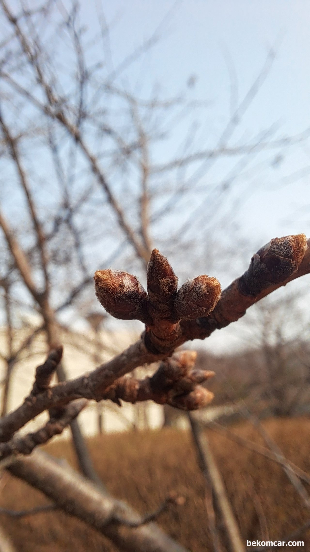 일산 봄 날, 이제 푸르름의 시작이다, 일산 봄 날, 즐겁게 시작한다. 모두 오늘도 안운하시길.|베콤카 차량정밀진단