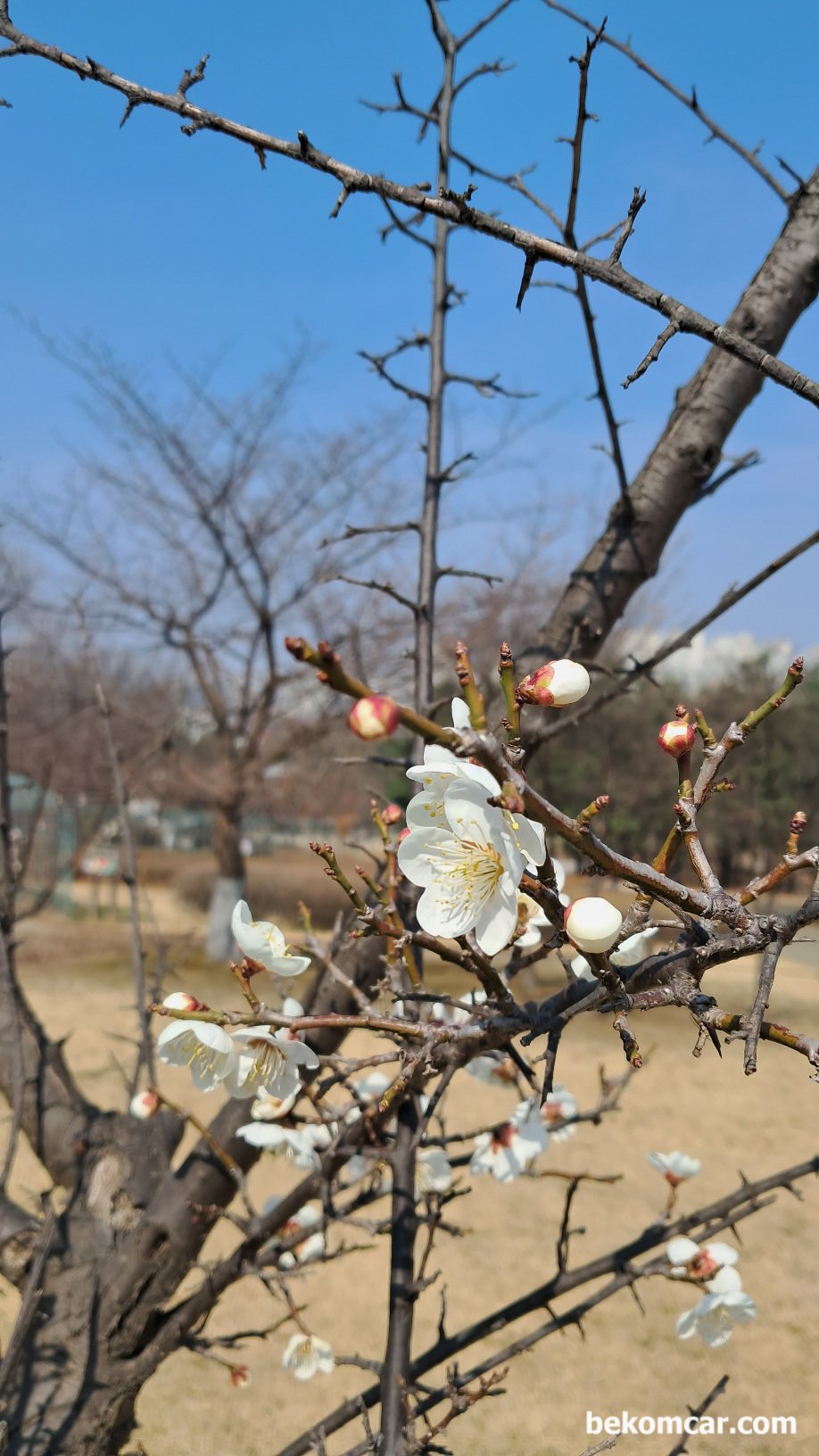 2023년 일산의 봄이 오기 시작했다, 2023년 일산의 봄이 오기 시작했다. 정발산에 꽃이 피기 시작한다.|베콤카 차량정밀진단