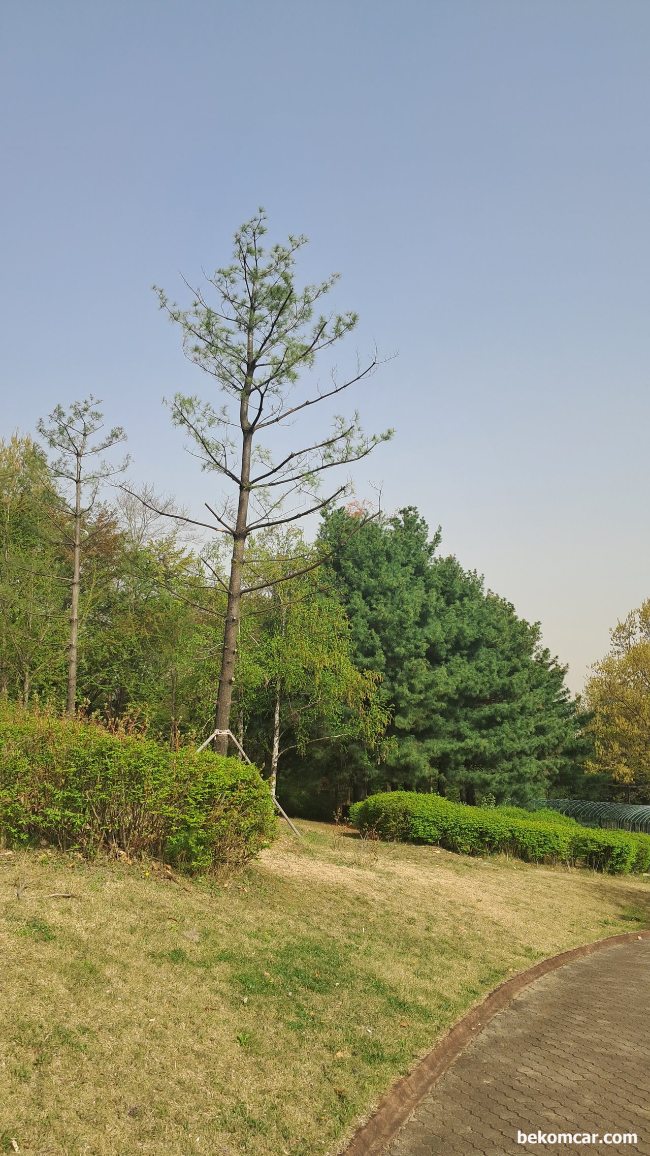2023년 어느 봄날의 일산에서 만나는 노란 꽃 이다, 항상 걸어가는 정발산의 언덕길이다. 이제는 초록으로 바뀌고 있다.|베콤카 차량정밀진단