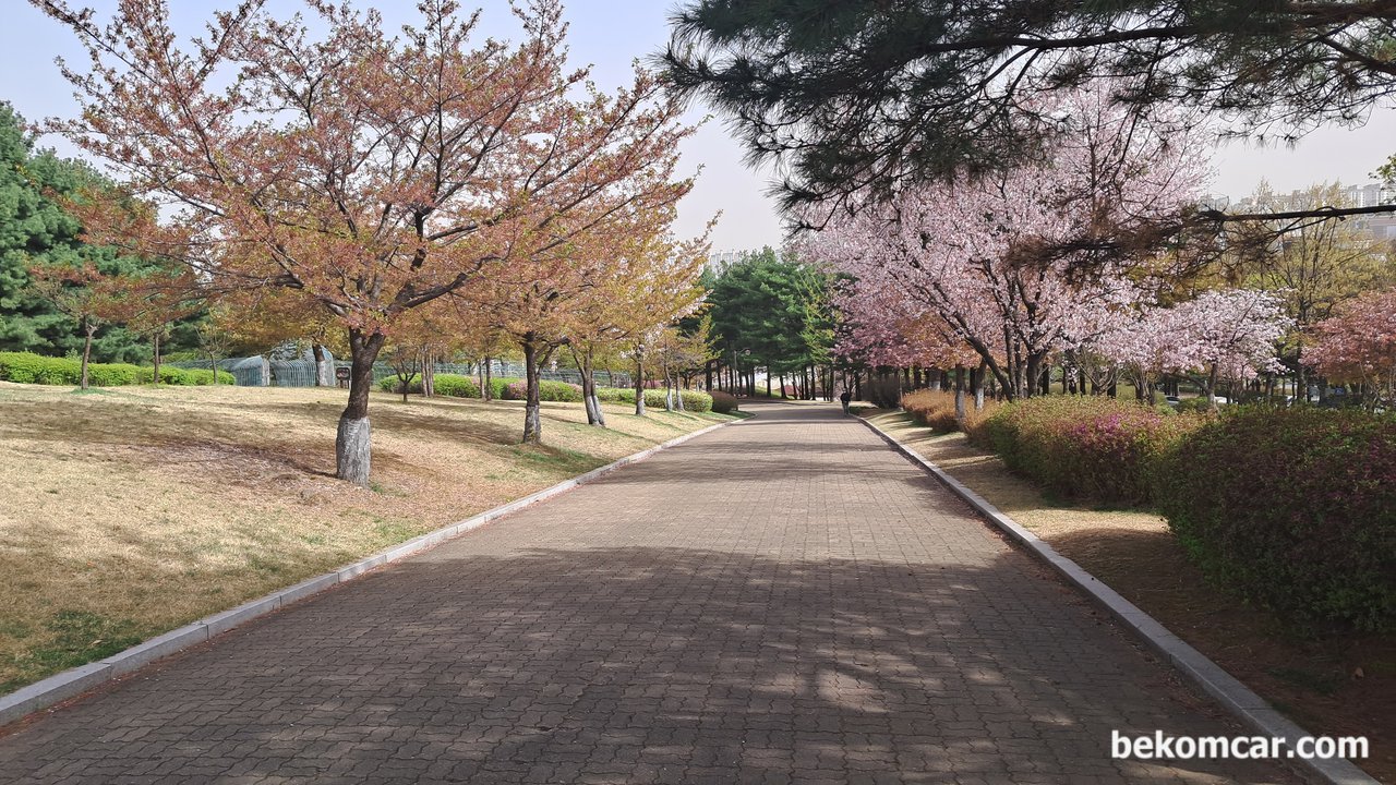 2023년 어느 봄날의 일산에서 만나는 노란 꽃 이다, 어느세 꽃 들이 떨어지기 시작하드면 이제는 좀 허전한 느낌도 든다. 인생도 이처럼 순식간에 가는것을.|베콤카 차량정밀진단