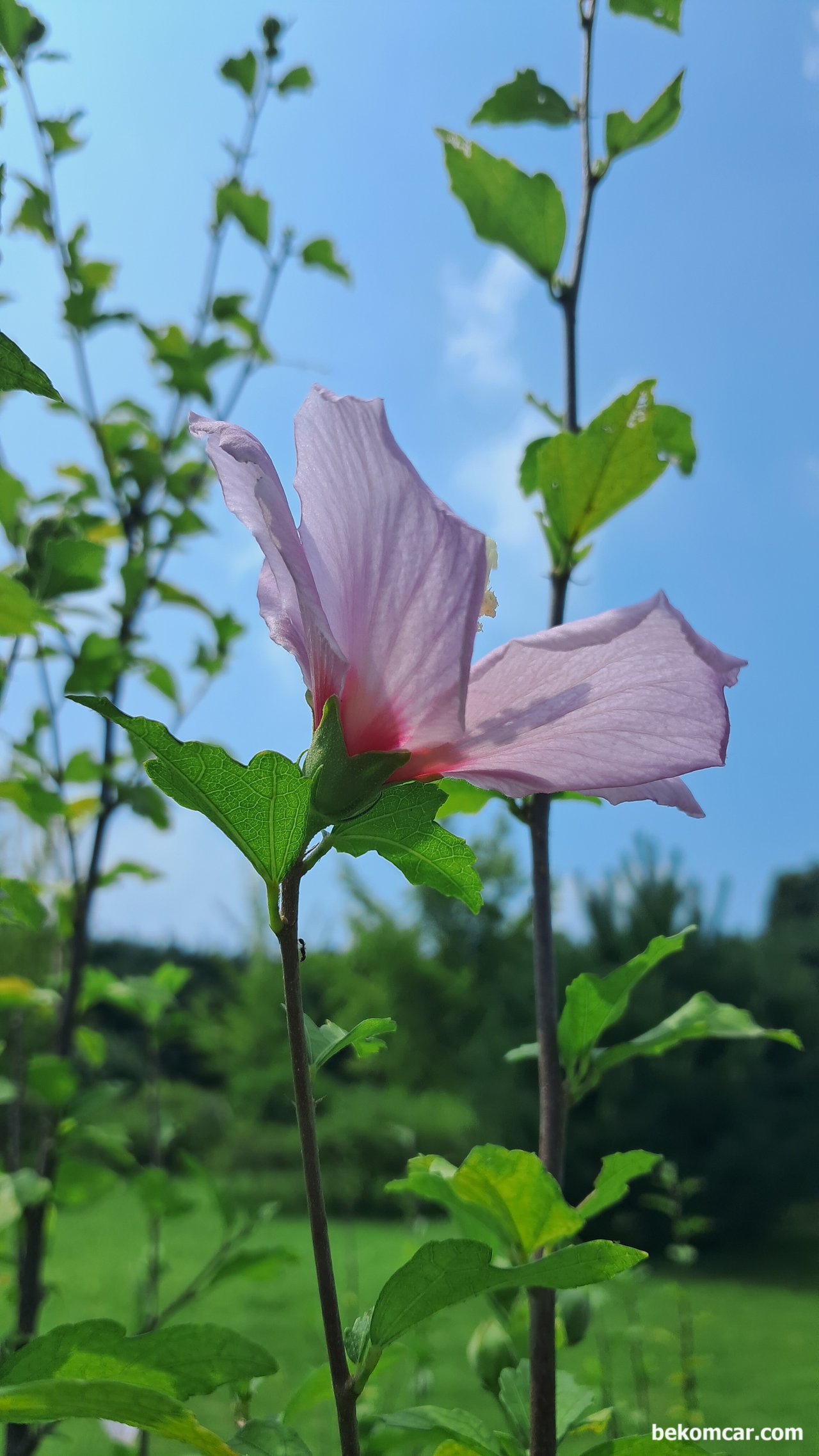 오늘의 일상,일산 정발산의 무궁화 꽃, 오늘의 일상,일산 정발산의 무궁화 꽃. 하늘도 가을 같다.|bekomcar.com