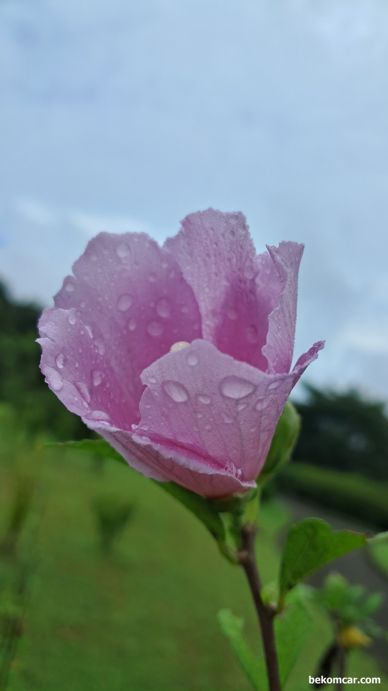 일산 정발산의 무궁화 꽃, 항상 제자리에 있다, 일산 정발산의 무궁화 꽃, 항상 제자리에 있다|بيكومكار (bekomcar)