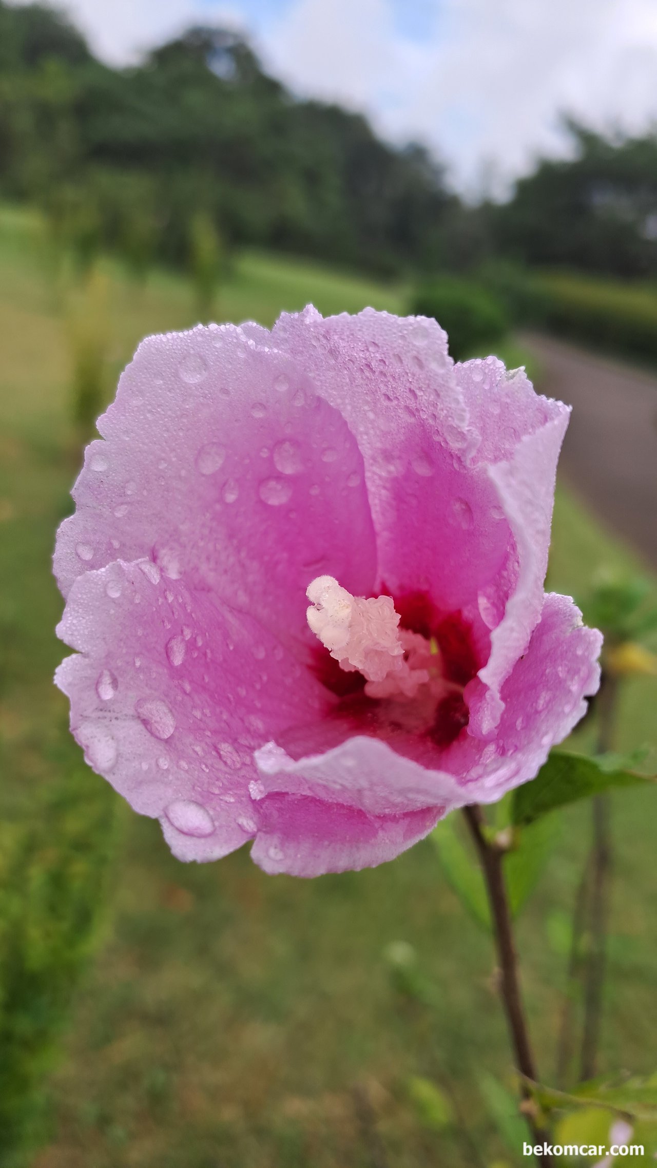 일산 정발산의 무궁화 꽃, 항상 제자리에 있다, 일산 정발산의 무궁화 꽃, 항상 제자리에 있다|بيكومكار (bekomcar)