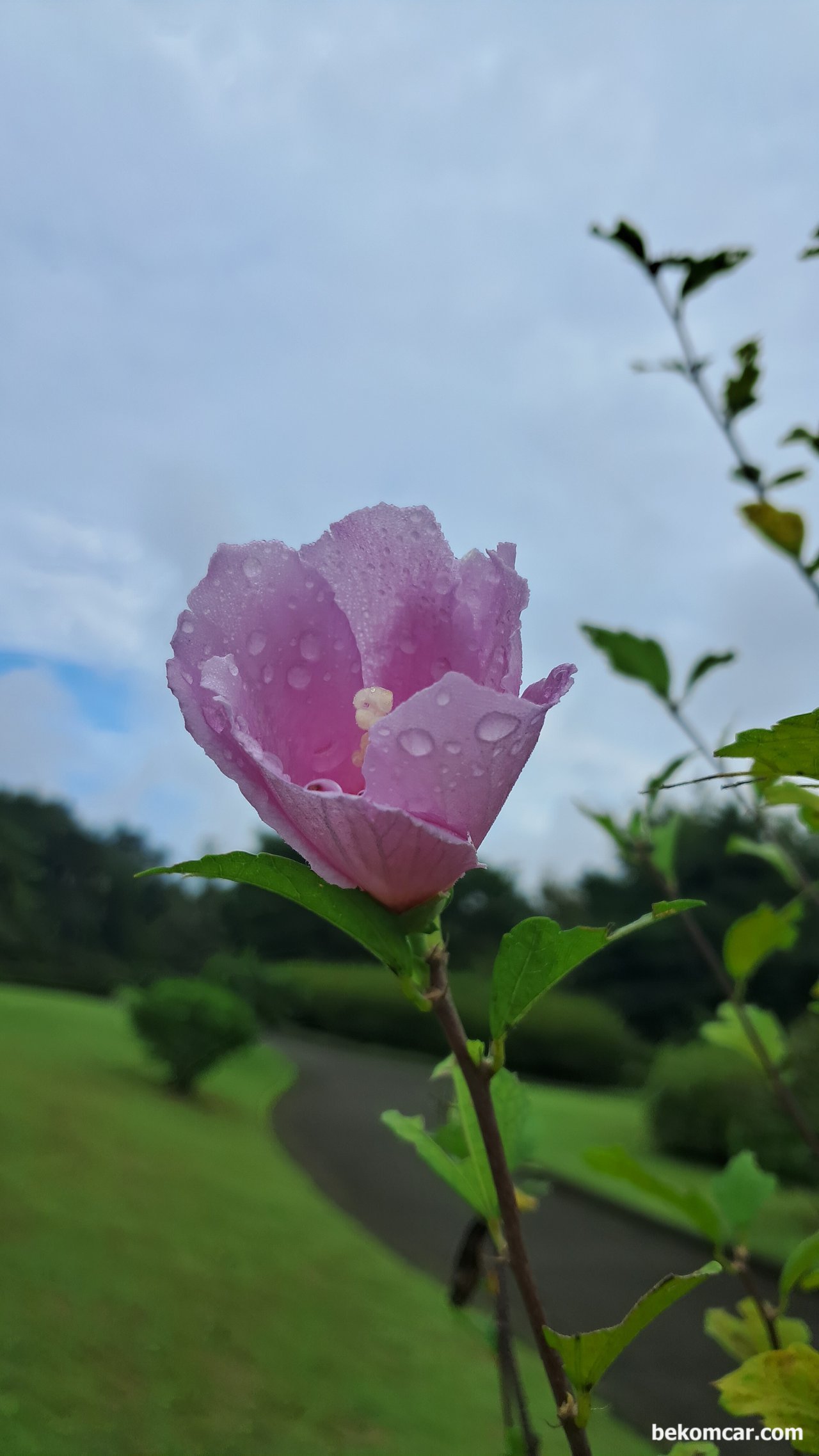 일산 정발산의 무궁화 꽃, 항상 제자리에 있다, 일산 정발산의 무궁화 꽃, 항상 제자리에 있다|بيكومكار (bekomcar)
