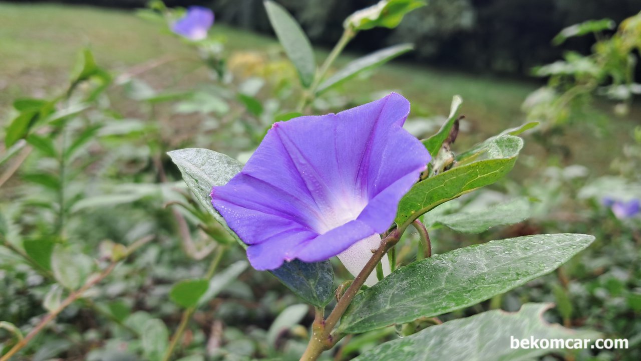 일산 정발산 길가에 있는 꽃 이다. 나팔꽃, 모닝글로리?, 확실하지 않지만 모닝글로리 라는 꽃 인것 같다. 오다 가다 길거리에서 만나는 다양하 꽃 들중 하나이다.|بيكومكار (bekomcar)