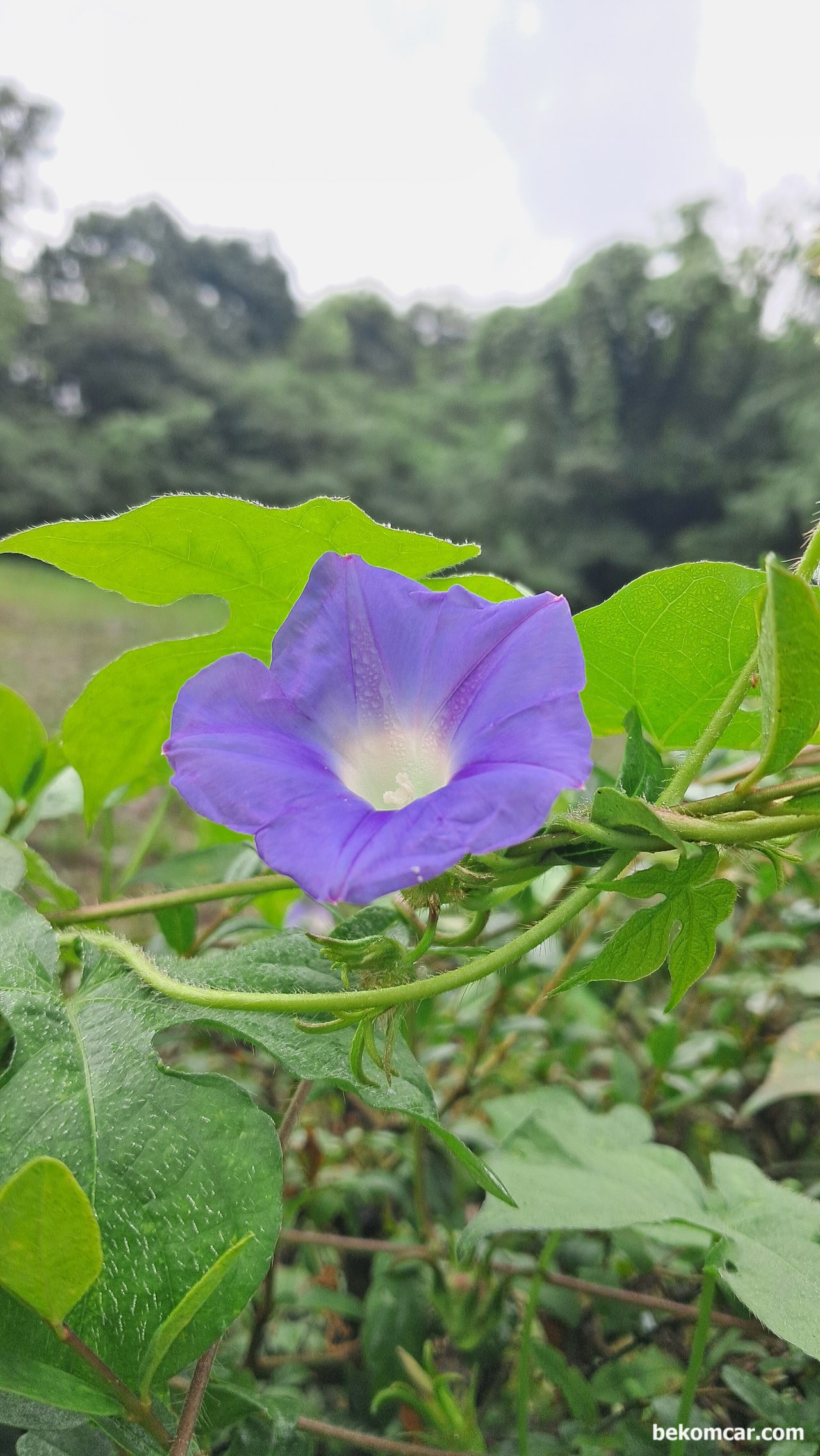 일산 정발산 길가에 있는 꽃 이다. 나팔꽃, 모닝글로리?, 확실하지 않지만 모닝글로리 라는 꽃 인것 같다. 오다 가다 길거리에서 만나는 다양하 꽃 들중 하나이다.|بيكومكار (bekomcar)