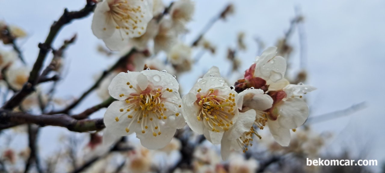 2024 봄, 일산의 모습, 2024년 일산 정발산에 피는 꽃 이다. 내년에도 똑 같은 꽃 을 볼것이다.|베콤카 (bekomcar.com)