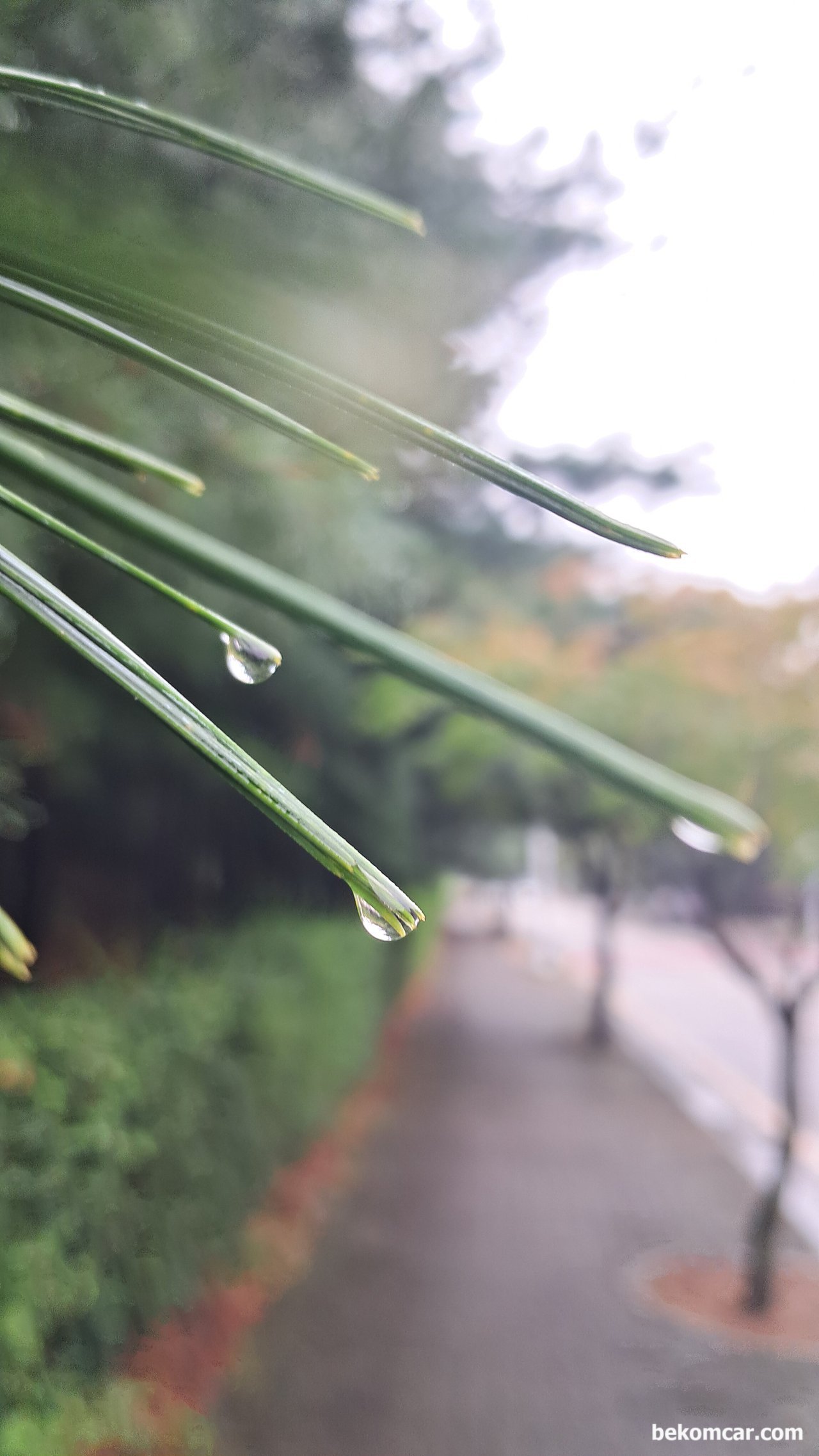 늦 여름의 비오는 일산의 거리, 늦 여름의 비오는 일산의 거리|베콤카 차량정밀진단