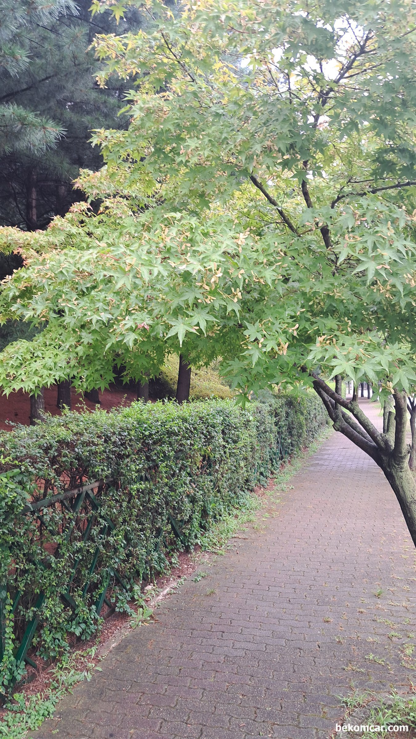 일산의 여름 과 가을사이 감 아 많이 자랐다, 일산 정발산 산책길의 모습이다. 멀리서 그냥 보면 특이한것이 없지만, 자세히 보면 모든것 이 다 아름답다.|بيكومكار (bekomcar)