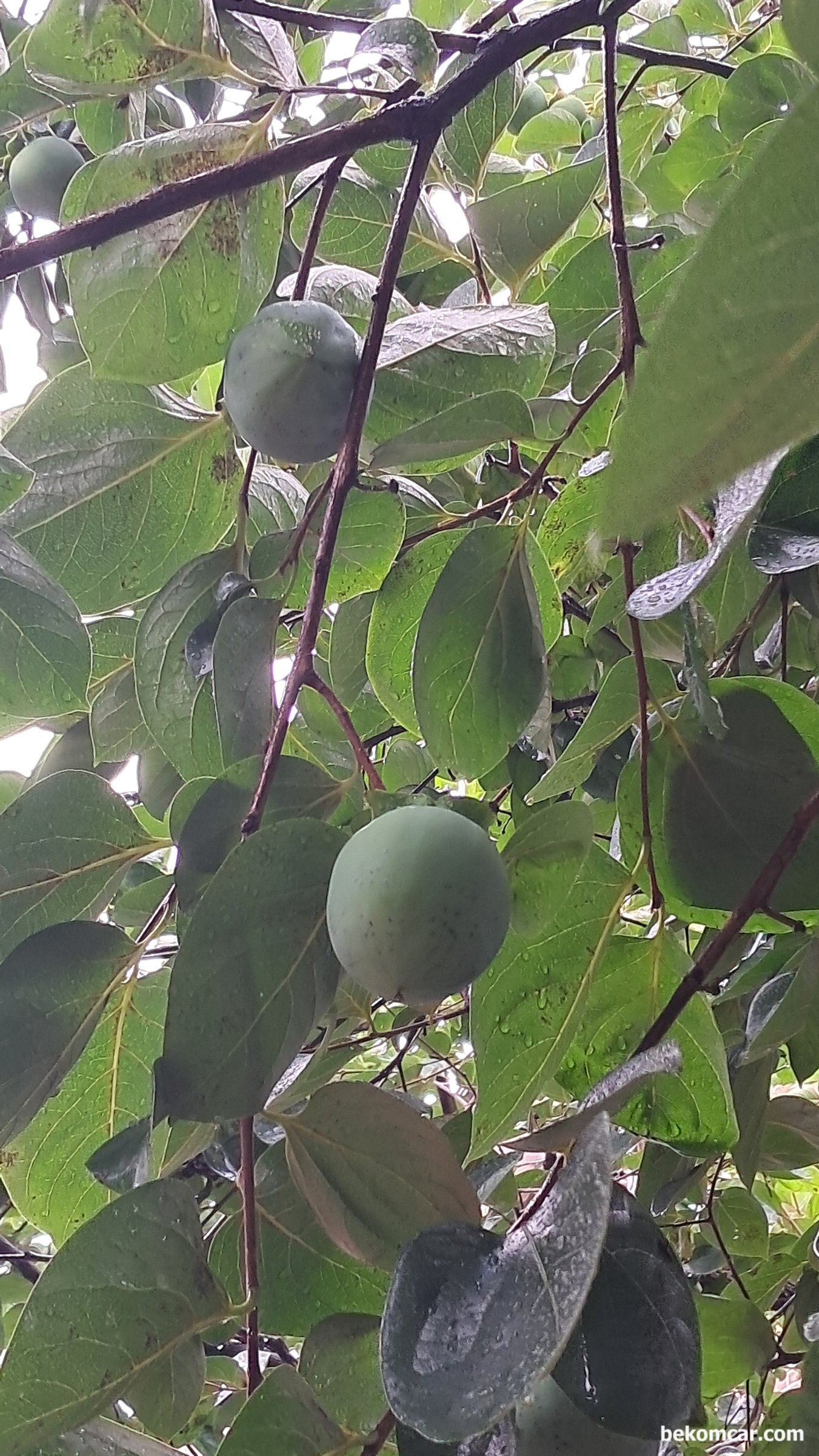 일산의 여름 과 가을사이 감 아 많이 자랐다, 다른 각도에서 바라본 감 이다. 동네에 있는 감나무에 많은 감 이 자라고 있다.|بيكومكار (bekomcar)