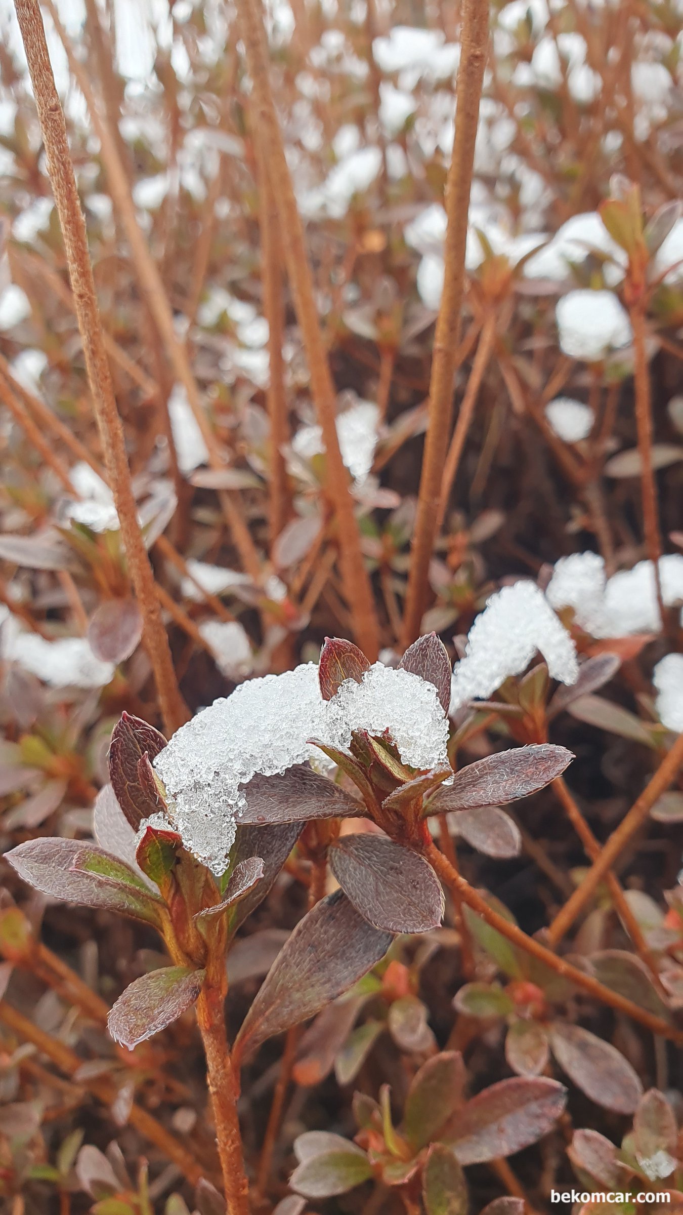 2026년 3월 6일 일산 정발산공원 모습, 2026년 3월 6일 일산 정발산공원 눈 이 쌓여 있는 모습|베콤카 차량정밀진단