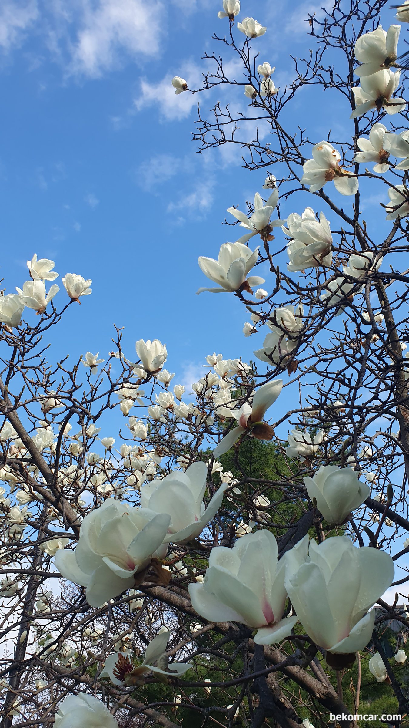 일산의 봄, 2026년도 찾아왔다, |贝科姆汽车 (bekomcar)
