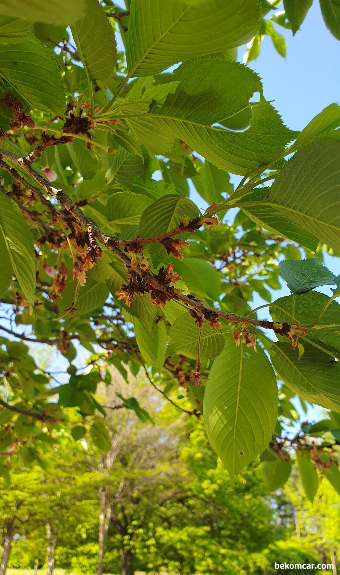 오늘의 일산 모습, |ベコムカー (bekomcar)