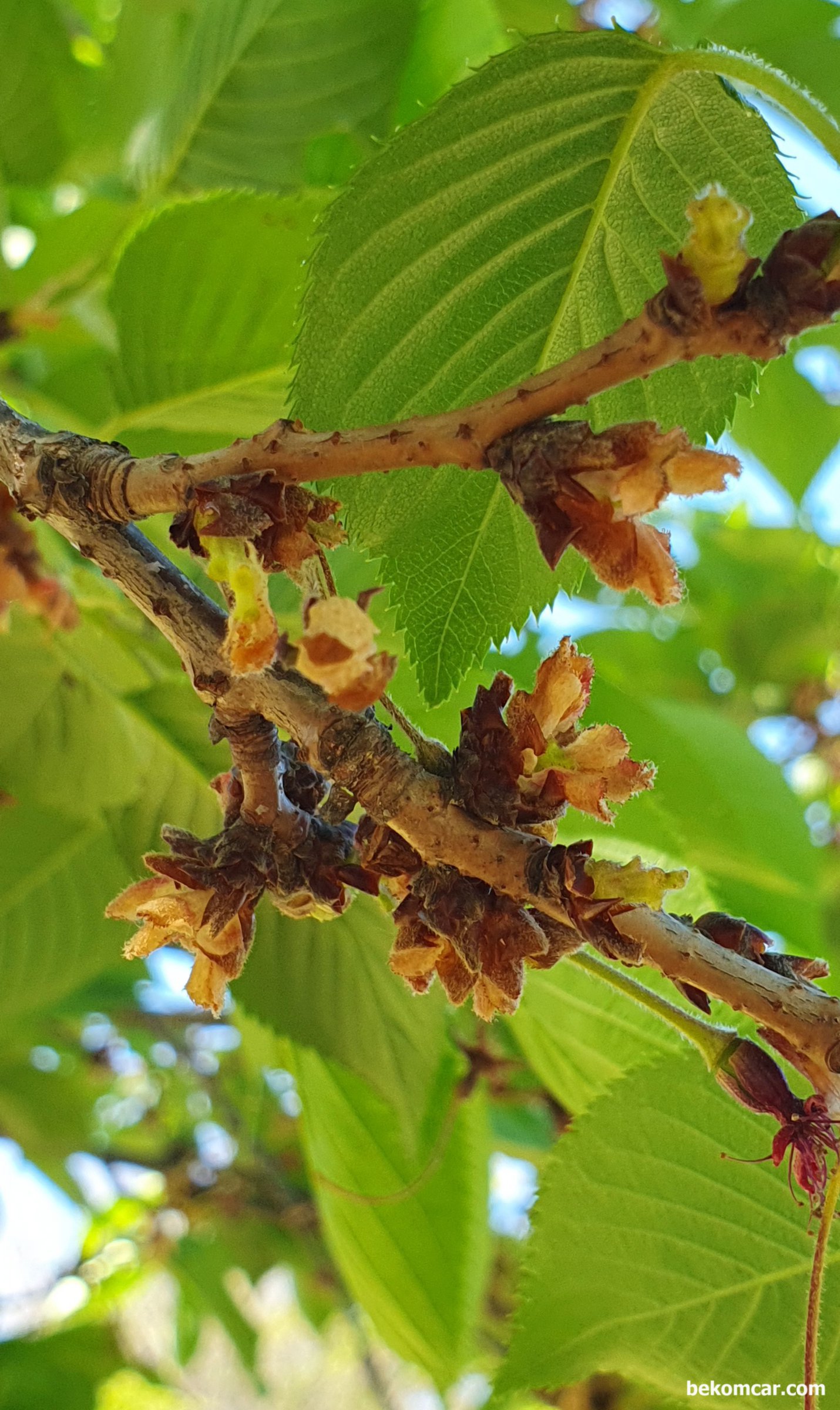 오늘의 일산 모습, |ベコムカー (bekomcar)